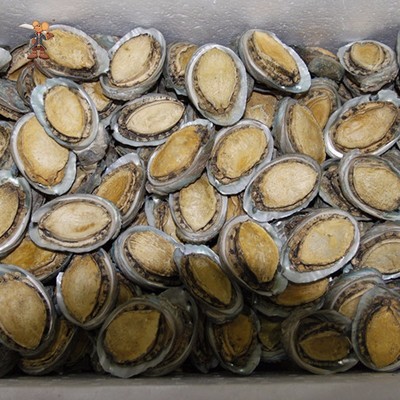 扛刀 黄金鲍进口新西兰黄金鲍 生鲜海鲜深海水产鲜活新鲜冷冻海产品